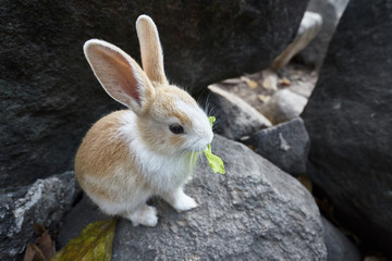 rabbit eatting lettuce