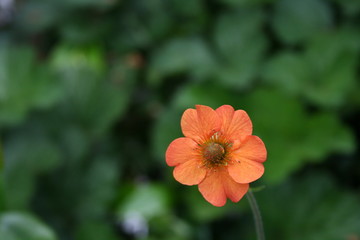 Little Orange Flower