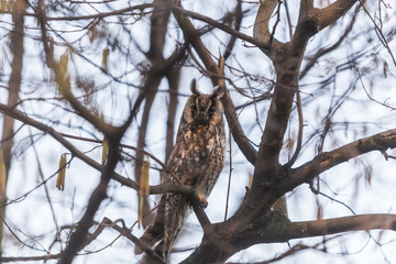 Hawk Owl resting on a branch in the forest