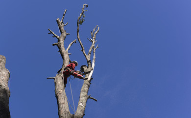 Pruning Trees With the Chainsaw