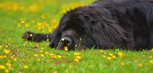 Fototapeta premium LANDSEER TERRENEUVE