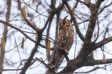 Hawk Owl resting on a branch in the forest