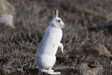 mountain hare