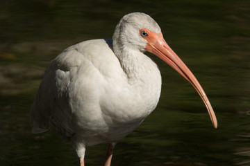 Ibis In Profile