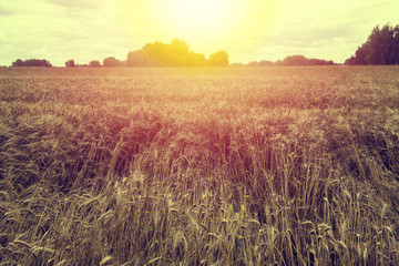 Obraz premium sunset over the wheat field