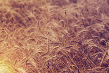 photograph of a wheat field with vintage treatment