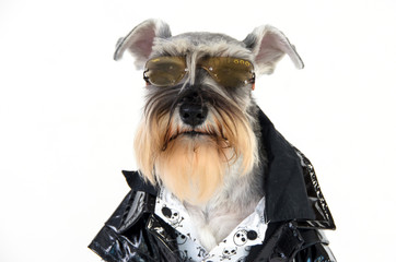 schnauzer face wearing sun glasses and leather jacket