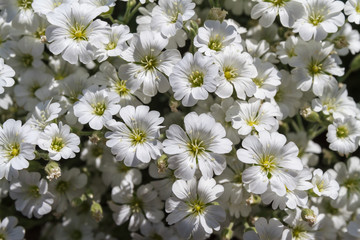 Wild white flowers on a field on a sunny day.