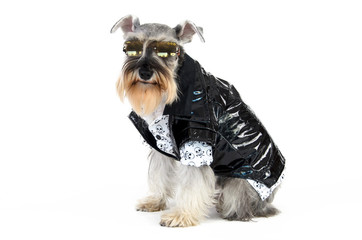 stylish dog wearing leather jacket on white background
