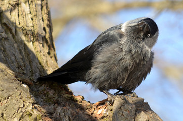 Rook (Corvus frugilegus) sitting on a tree