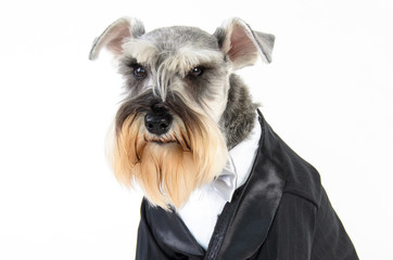 face of a groom dog on a white background