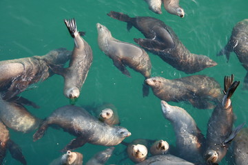 Group of Seals in the Ocean