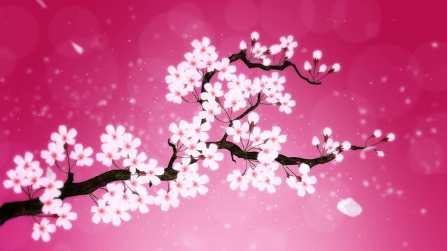 満開になる桜の花びら 赤