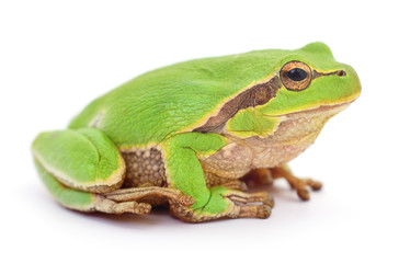 Small tree frog.