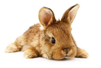 Brown bunny rabbit.
