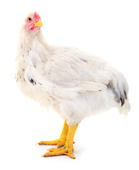 white hen isolated.