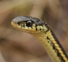 Red sided garter snake Thamnophis sirtalis parietalis in Narcisse, Manitoba, Canada.