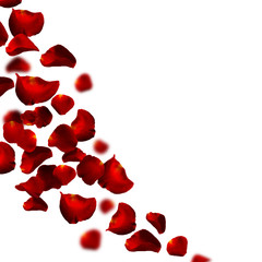 Red rose falling petals against white background.