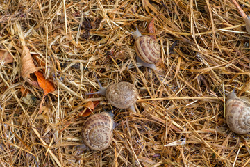 garden snail on straw