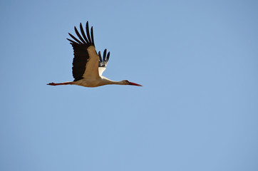 Stork flying in the sky