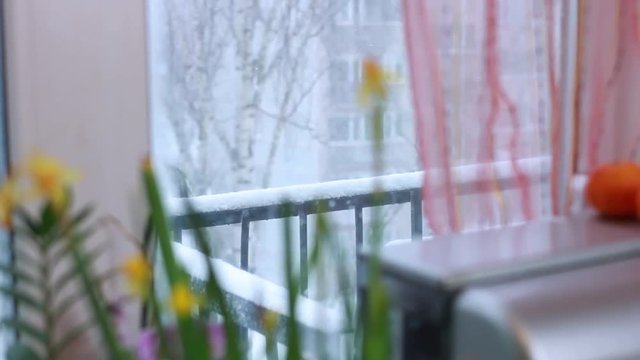 Focusing from flower to winter outside