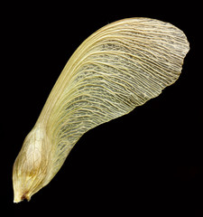 whirlbird