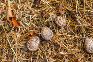 garden snail on straw