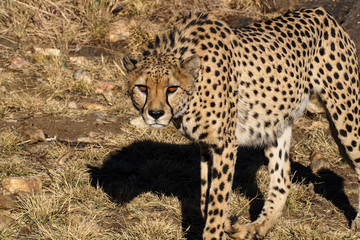 Namibia - Gepard beim Game Drive