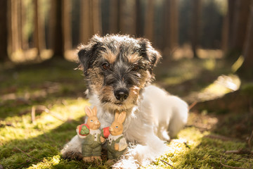 Hund und Osterhasen auf Baumstamm im Wald an Ostern - Jack Russell Terrier 2 Jahre alt