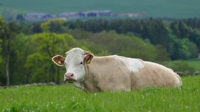 Cow eating grass - 4K