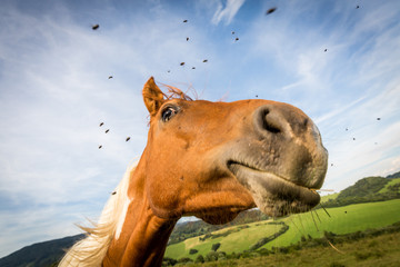Horse on a meadow in the Slovakian region Orava