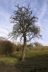 Obraz premium large tree in spring landscape