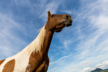 Horse on a meadow in the Slovakian region Orava