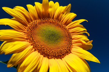 Sunflower close up against the blue sky