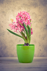 Fototapeta na wymiar Pink fresh hyacinth in a pot.