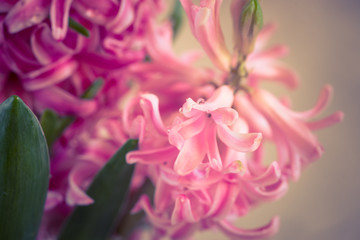 Pink fresh hyacinth close up.