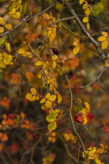 Fondo otoñal de hojas de rosa mosqueta 