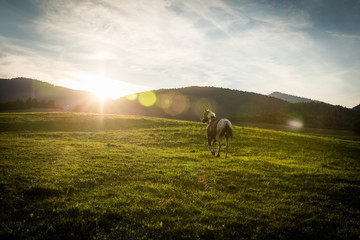 View of a horse in the Slovakian region Orava