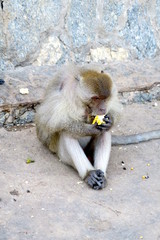 Monkey eating a banana