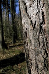 quiet forest in spring awakens