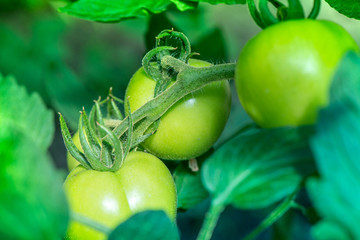 Macro shot of group of unripe tomatoes in a greenhouse on a sunny summer day

