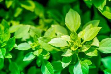 Macro shot of a fresh and ripe basil in a greenhouse