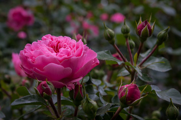 Rosenblüten pink Knospen