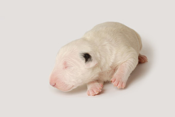 Bull Terrier puppy, 10 days old, lying over white background