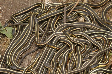 Group of red sided garter snake Thamnophis sirtalis parietalis mating in Narcisse, Manitoba, Canada.