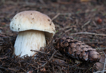 Boletus edulis (English: cep, penny bun, porcino, or king bolete, usually called porcini). Photo has been taken in the natural forest background.