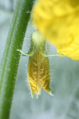cucumber flower/
yellow flower of a cucumber from close range. Macro photography.