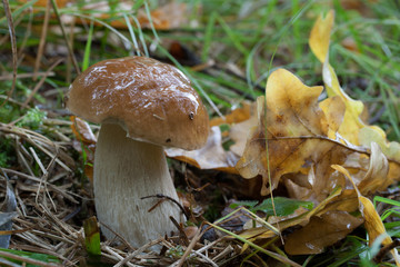 Boletus reticulatus (also known as Boletus aestivalis). Photo has been taken in the natural forest background.