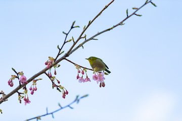 white-eye and Kawazu cherry tree