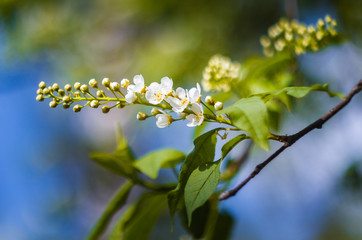 White inflorescence of bird cherry and green leaves on a branch
